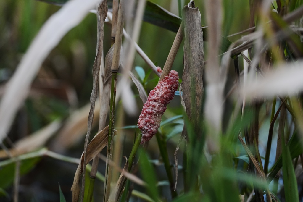 A cluster of apple snail eggs, with some that have hatched, sticks to a plant Wednesday, Jan. 21, 2026, in Kaplan, La. (AP Photo/Joshua A. Bickel)