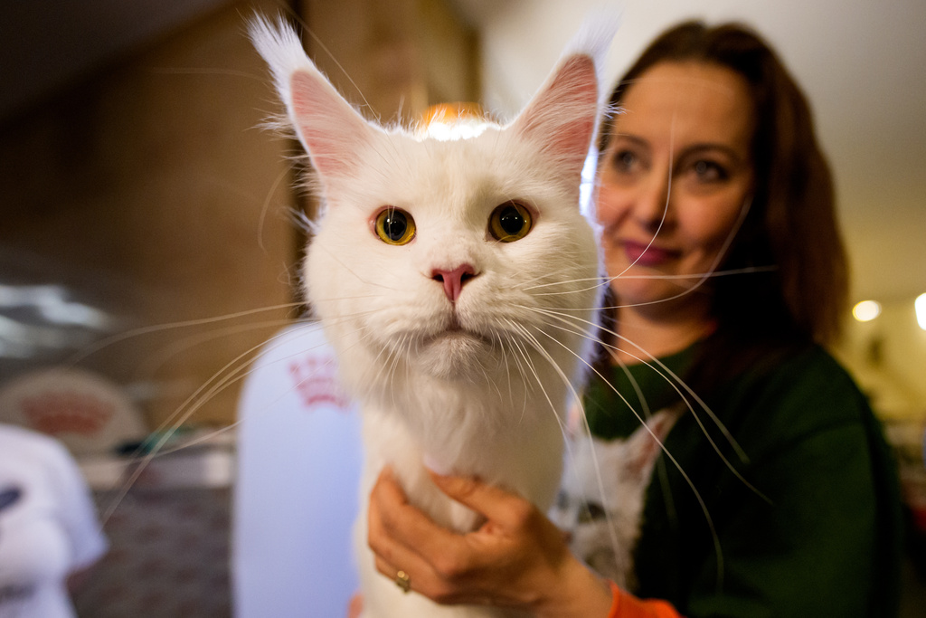 A woman holds a cat during a judging session of an international feline beauty competition, dubbed the Feline Oscars, featuring more than 200 cats, in Bucharest, Romania, Saturday, March 21, 2026. (AP Photo/Andreea Alexandru)