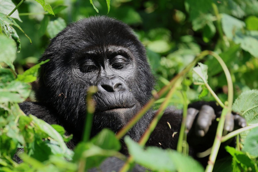 A mountain gorilla eats leaves in the forest of Bwindi Impenetrable National Park in southwestern Uganda, Wednesday, Sept. 17, 2025. (AP Photo/Onen Patrick)