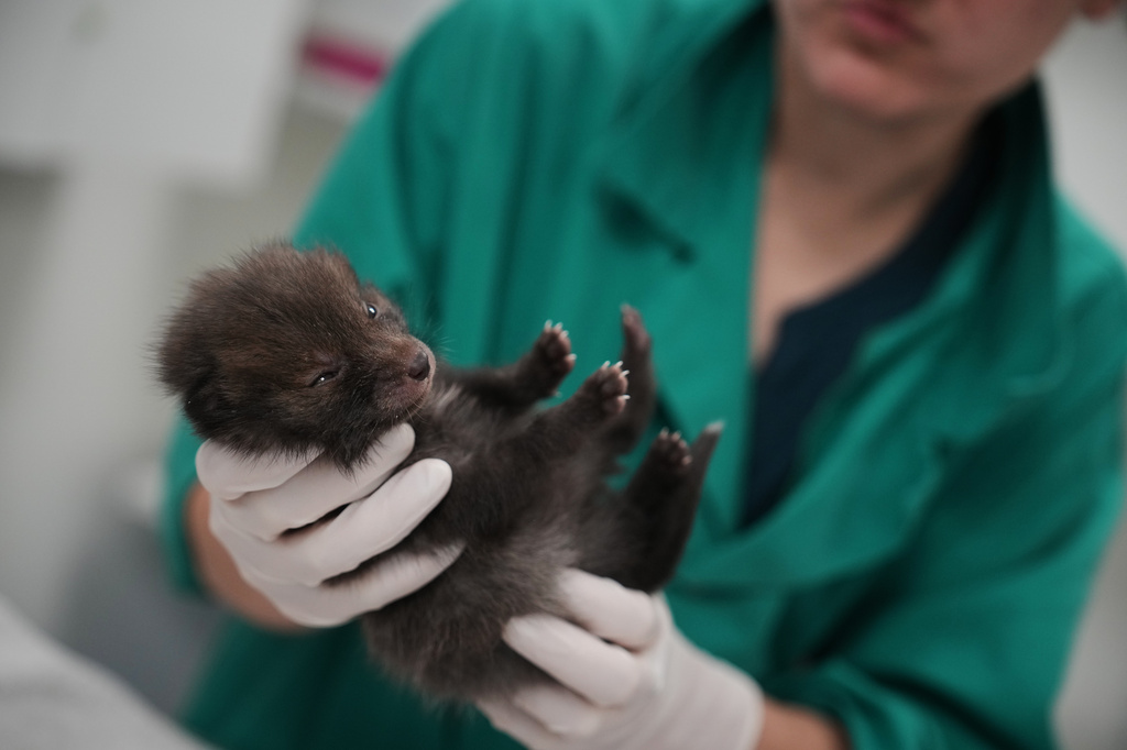 An animal caretaker treats a baby fox at the Wildlife Veterinary Hospital in Maisons-Alfort, outside Paris, April 17, 2026. (AP Photo/Christophe Ena)