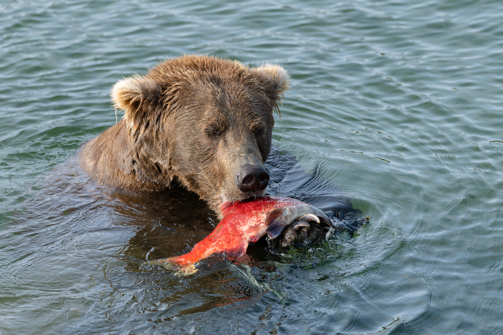 In this photo provided by Katmai Conservancy, a bear munches a salmon in Alaska's Katmai National Park and Preserve in Sept., 2026. (Guy Runco/Katmai Conservancy via AP)
