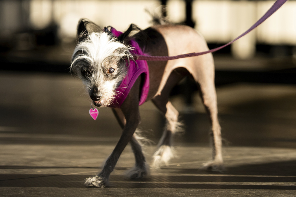 Poppy, a a 7-year-old Chinese Crested, competes in the World's Ugliest Dog Contest at the Sonoma County Fair in Santa Rosa, Calif., on Friday, Aug. 8, 2025. Poppy went on to take third place. (AP Photo/Noah Berger)
