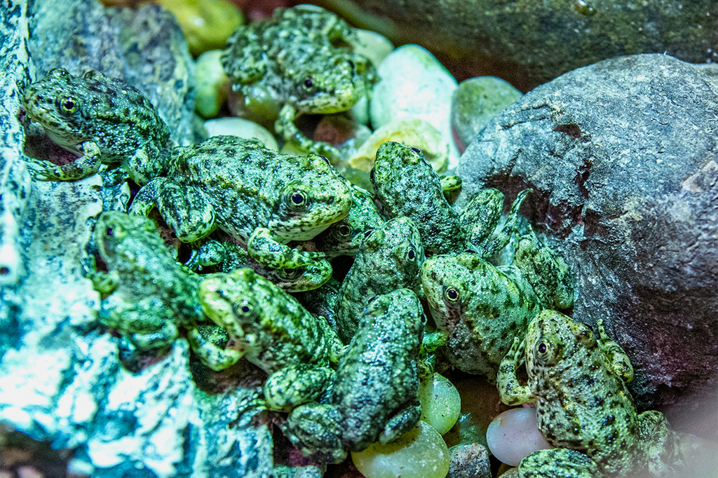 A group of mountain yellow-legged frogs pile on top of each other in a tank at the Aquarium of the Pacific, where they were being raised before being released into the local mountains, Tuesday, Sept. 15, 2026 in Long Beach, Calif. (Thomas R. Cordova/Long Beach Post via AP)