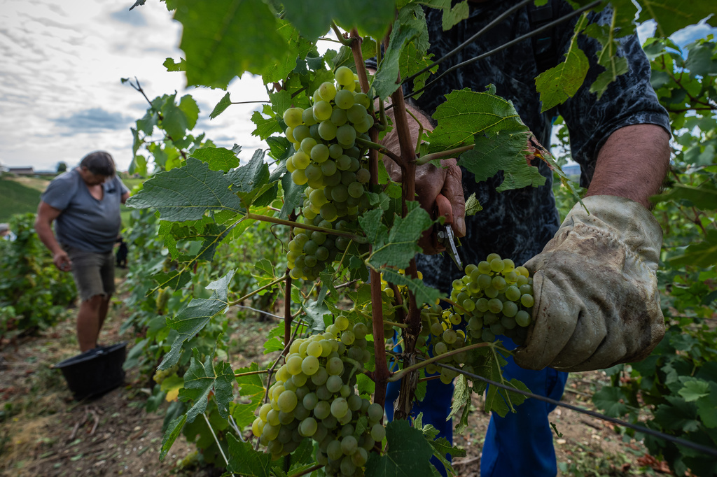 A grape-picker harvests Chardonnay grapes on a plot of the Gobillard vineyard in Hautvillers, Champagne region, France, Tuesday, Aug. 18, 2026. (AP Photo/Aurelien Morissard)