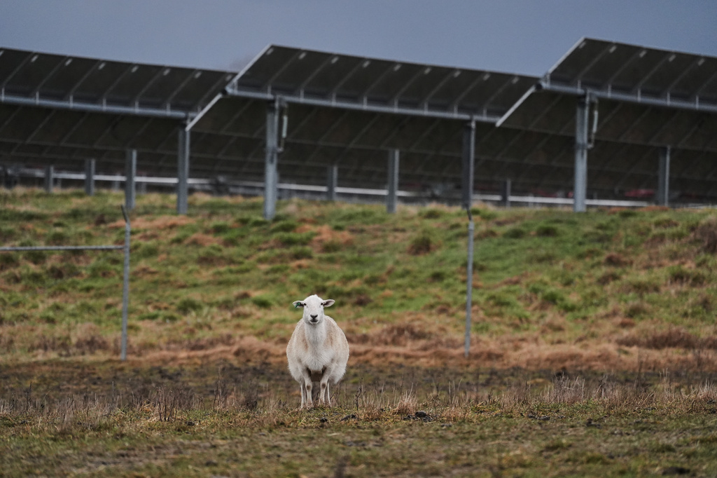 A sheep stands in front of solar panels on a farm Wednesday, Jan. 14, 2026, in Lancaster, Ky. (AP Photo/Joshua A. Bickel)