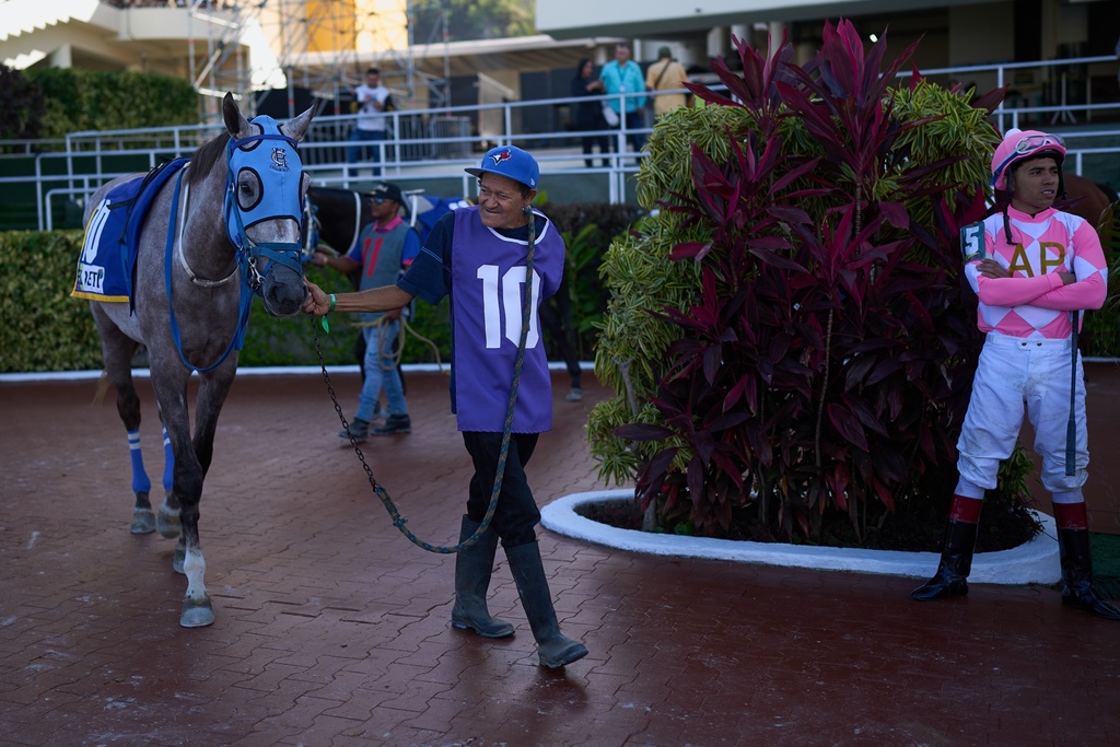 A groom parades a horse in the paddock before a race during the 56th Jockey Challenge at the Rinconada racetrack in Caracas, Venezuela, Sunday, Dec. 14, 2025.(AP Photo/Ariana Cubillos)