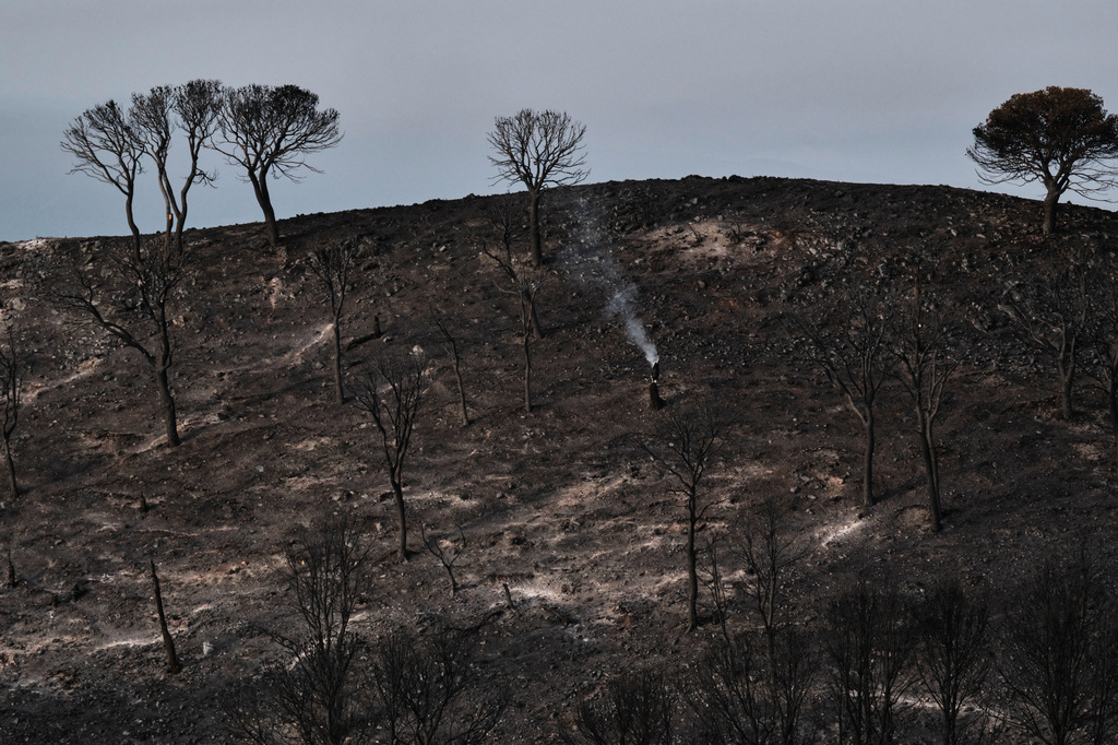 A view of a burnt area affected by wildfires in Bedar, near Almeria, Spain, Saturday, July 11, 2026. (AP Photo/Gregorio Marrero)