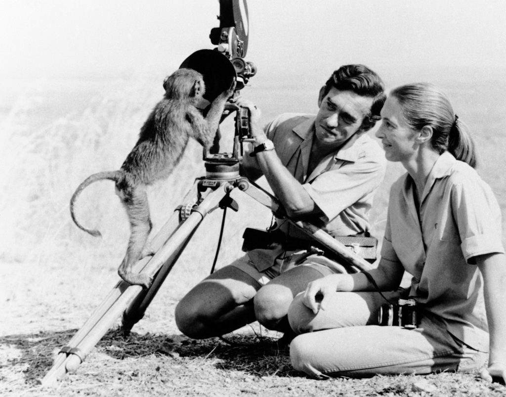 FILE - Anthropologist Jane Goodall, right with husband Hugo van lawick behind camera, January 1974. Goodall, the conservationist renowned for her groundbreaking chimpanzee field research and globe-spanning environmental advocacy, died Wednesday, Oct. 1, 2025. She was 91. (AP Photo, File)