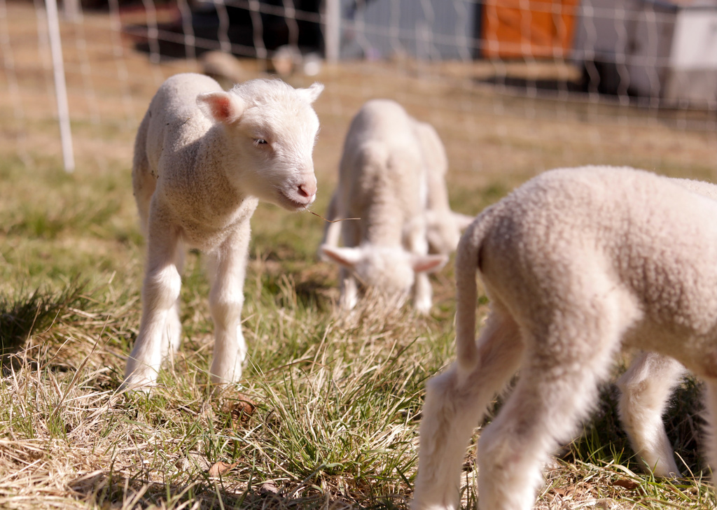 Lambs graze at Clover and Bee Farm, Thursday, April 23, 2026, in Underhill, Vt. (AP Photo/Amanda Swinhart)