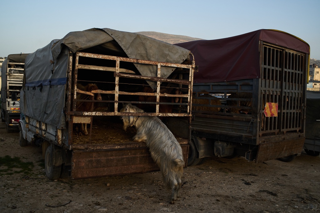 A goat is seen tied on the back of a truck at a livestock market near Balata refugee camp on the outskirts of the West Bank city of Nablus, Thursday, Feb. 12, 2026. (AP Photo/Leo Correa)