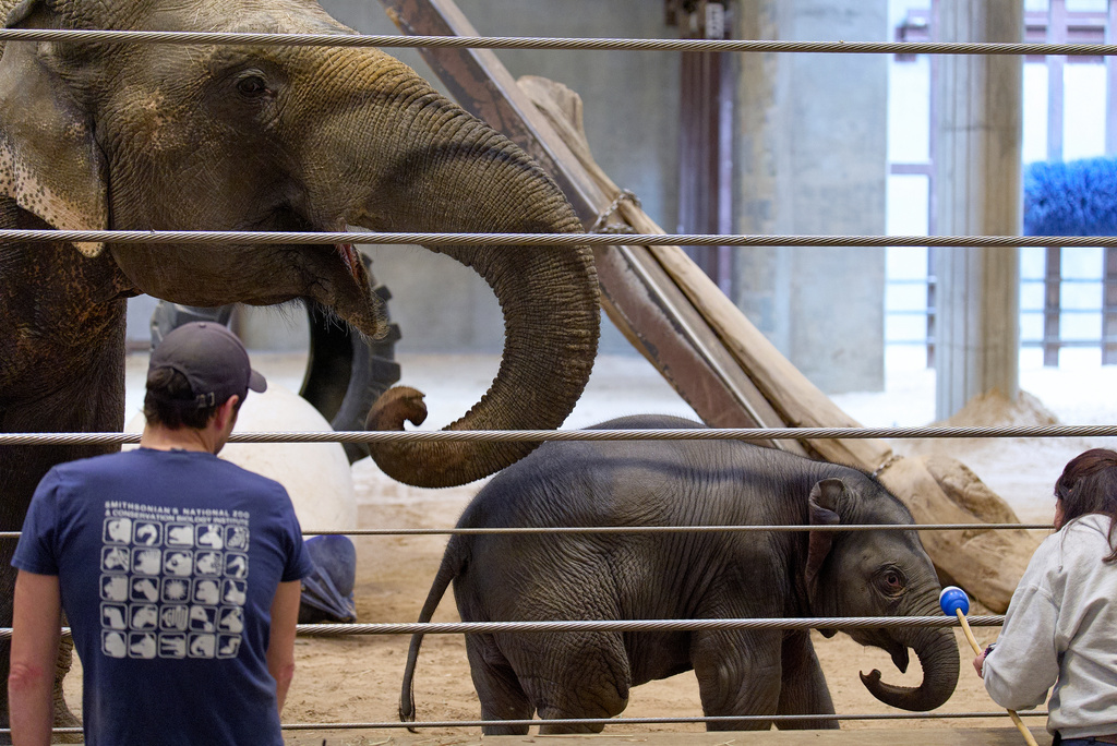 Linh Mai, a 10-week-old Asian elephant calf, makes her public debut, next to "auntie" Swarna, at the National Zoo, Wednesday April 22, 2026, in Washington. (AP Photo/Jacquelyn Martin)