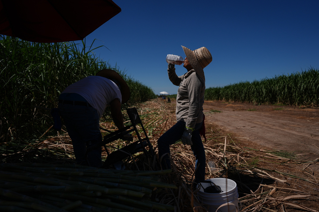 FILE - Petrona Romero, right, drinks an electrolyte beverage while working alongside her husband, Cristino, in a sugarcane field in Niland, Calif., Sept. 11, 2025. (AP Photo/Jae C. Hong, File)