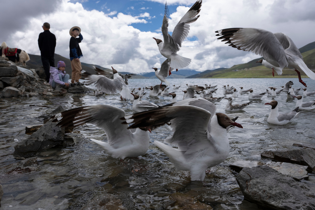 Visitors stand near flocks of birds on Yamdrok Lake in western China's Tibet Autonomous Region on Thursday, July 23, 2026, as seen during a government organized visit for foreign journalists. (AP Photo/Ng Han Guan)