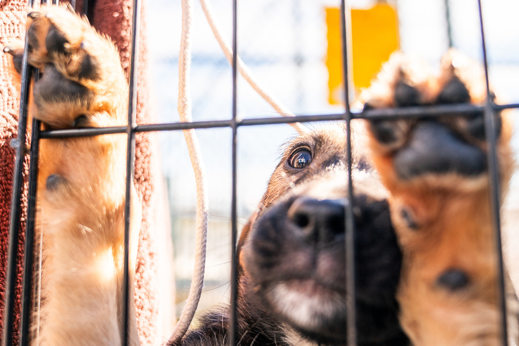 A puppy, brought from an overwhelmed Southern animal shelter to be flown to a foster and rescue group farther north, looks out at a group of Seuk’s Army volunteers at Culpeper Regional Airport in Brandy Station, Va., Nov. 23, 2025. (AP Photo/Allison Robbert)