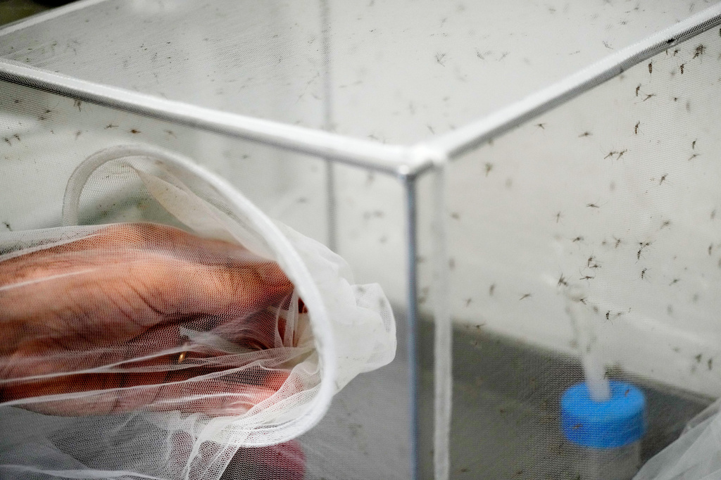 Francesco Severino, a senior researcher in medical entomology, places a net over a cage containing mosquitoes inside a laboratory at the Italian National Institute of Health in Rome, Friday, Sept. 18, 2026. (AP Photo/Gregorio Borgia)