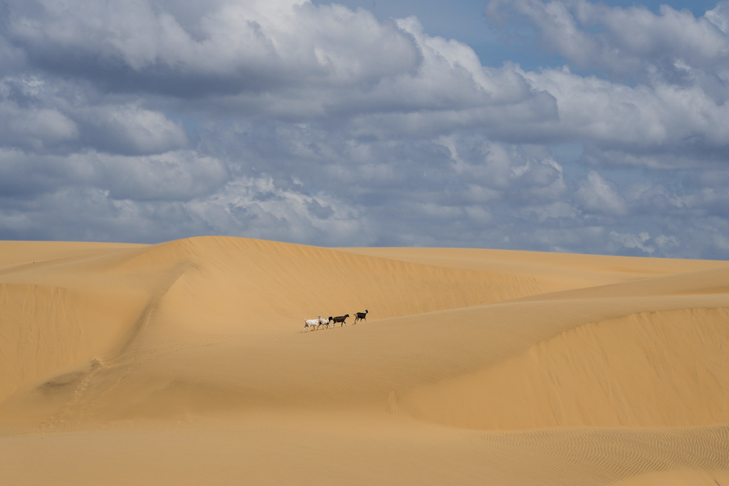 Goats cross the sand dunes at Medanos de Coro National Park in Falcon state, Venezuela, Thursday, Jan. 15, 2026. (AP Photo/Matias Delacroix)