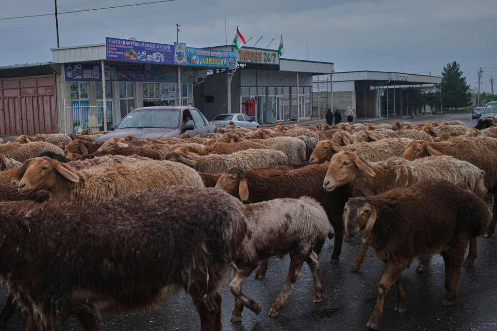 Livestock cross traffic on a road near Kurkat, between Khujand and Istaravshan, Tajikistan, Sunday, May 3, 2026. (AP Photo/Jon Orbach)