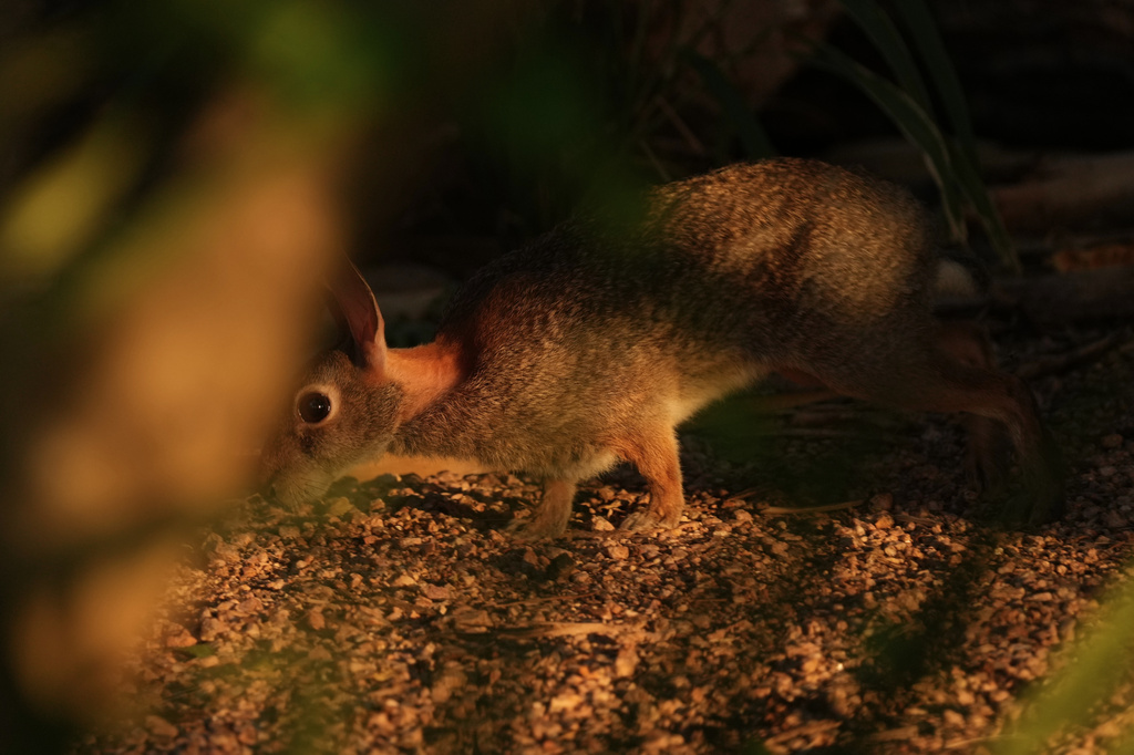A rabbit runs through the Santa Ana Wildlife Refuge in Alamo, Texas, Tuesday, Aug. 25, 2026. (AP Photo/Eric Gay)