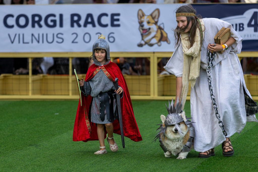 A corgi dog participates in a fashion show during a international event Corgi Race Vilnius 2026 in Vilnius, Lithuania, Saturday, Aug. 15, 2026. (AP Photo/Mindaugas Kulbis)