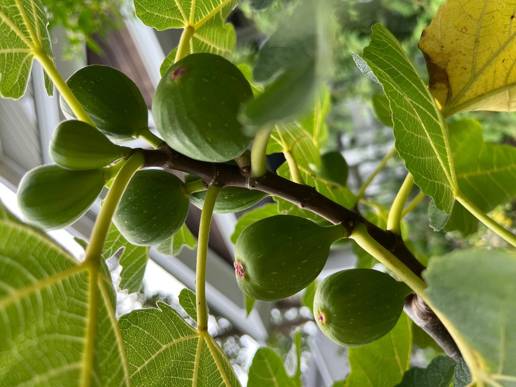 This July 23, 2023, image provided by Jessica Damiano shows figs and fig leaves growing on a tree on Long Island, N.Y. Fig leaves can be dried and brewed into a delicious and nutritious tea-like beverage. (Jessica Damiano via AP)