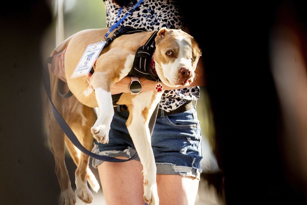 A contestant competes in the World's Ugliest Dog Contest at the Sonoma County Fair in Santa Rosa, Calif., on Friday, Aug. 8, 2025. (AP Photo/Noah Berger)