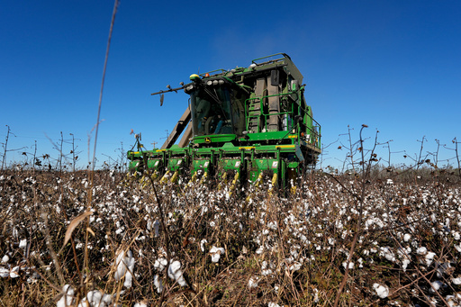 FILE - A cotton picker moves through Chris Hopkins' cotton field, Dec. 6, 2024, near Lyons, Ga. (AP Photo/Mike Stewart, File) FILE - A cotton picker moves through Chris Hopkins' cotton field, Dec. 6, 2024, near Lyons, Ga. (AP Photo/Mike Stewart, File)