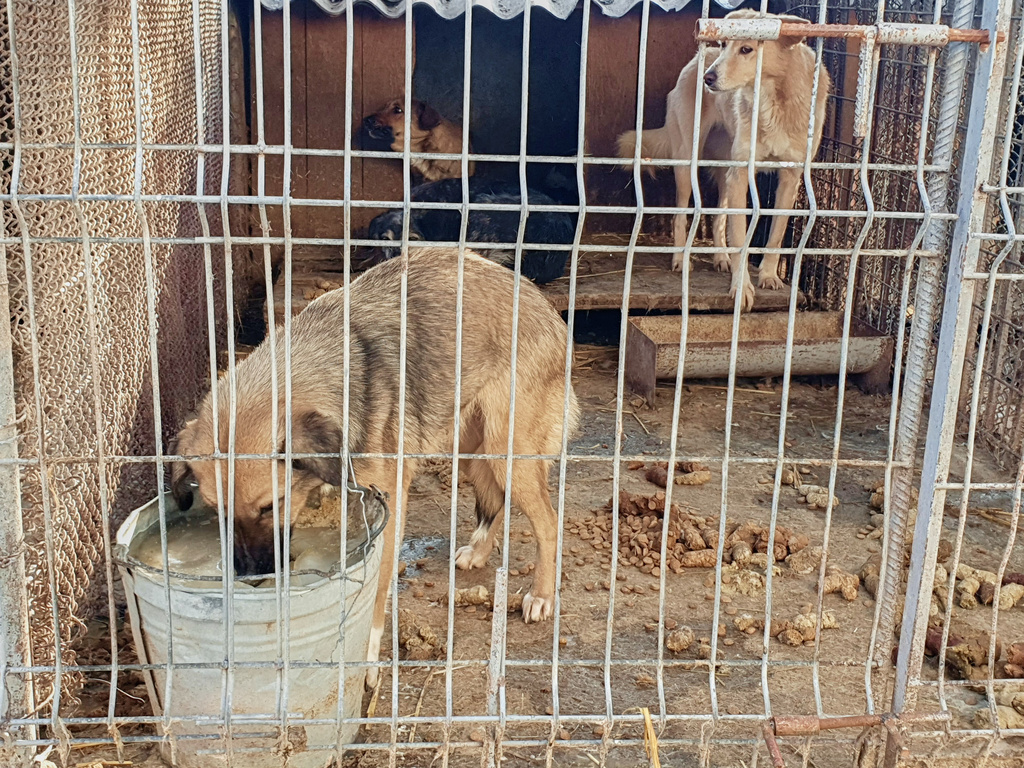 In this image provided by the Four Paws animal welfare organization water is frozen in a bucket as dogs sit in an enclosure at a shelter in Vaslui, Romania, Jan. 18, 2026. (Vier Pfoten via AP)
