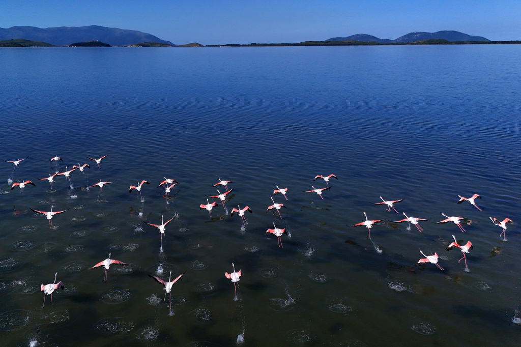 Flamingos are pictured over Narta lagoon area, western Albania, Saturday, June 6, 2026, where a massive coastal development project linked to Jared Kushner is facing resistance over concerns about environmental impact and transparency. (AP Photo/Hameraldi Agolli)