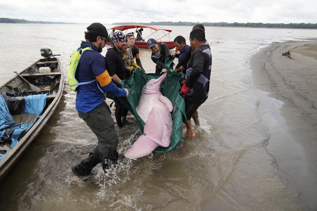 Scientists and veterinarians capture a pink river dolphin in the Amazon River for health checks in Puerto Narino, Colombia, Sunday, Sept. 7, 2025. (AP Photo/Fernando Vergara)