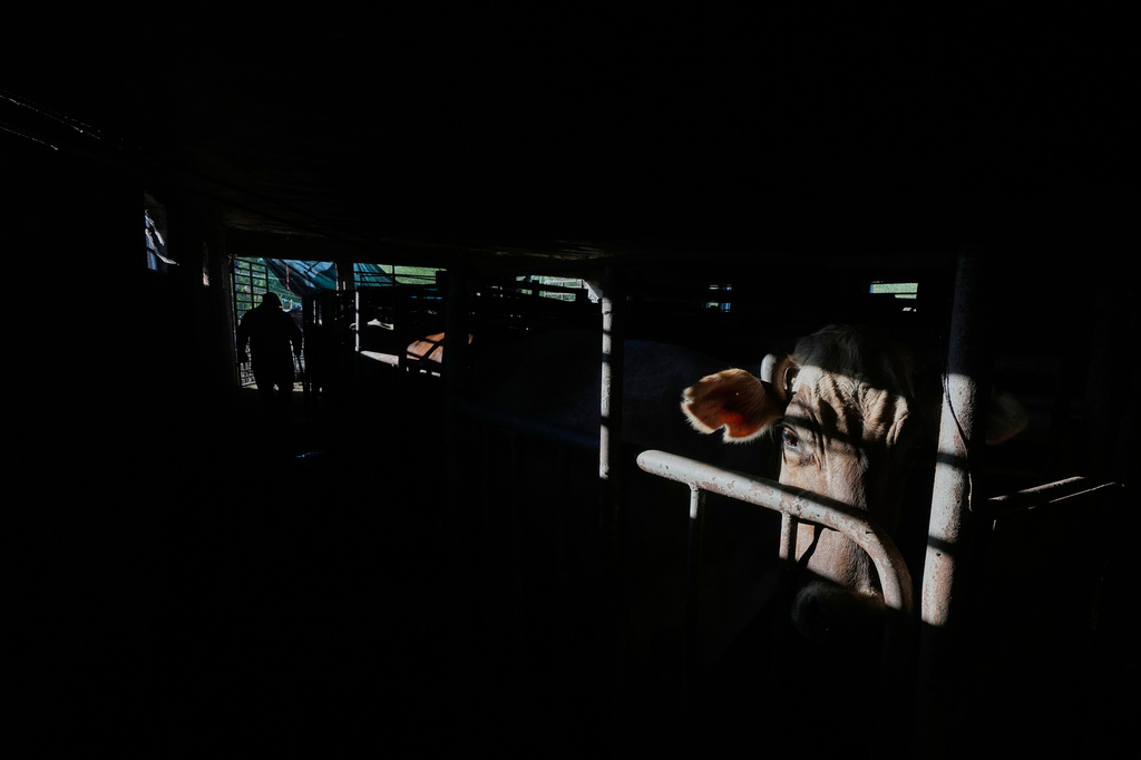A cow stands in a milking stall at a dairy farm in Hermosillo, Mexico, Monday, Aug. 17, 2026. (AP Photo/Fernando Llano)