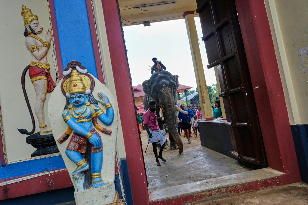 Mahouts lead an elephant out of a temple compound to participate in the elephant pageant, or Gajamela, held as part of an annual festival in Thiruvanvandoor, in the southern Indian state of Kerala, Tuesday, May 19, 2026. (AP Photo/Aijaz Rahi)
