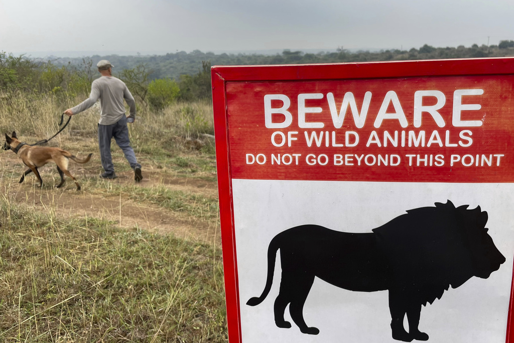 Associated Press journalist Khaled Kazziha walks his dog in an area south of Nairobi National Park, where lions are known to roam, on the outskirts of Nairobi, Kenya, on Oct. 19, 2024. (AP Photo/Nina Schwendemann)