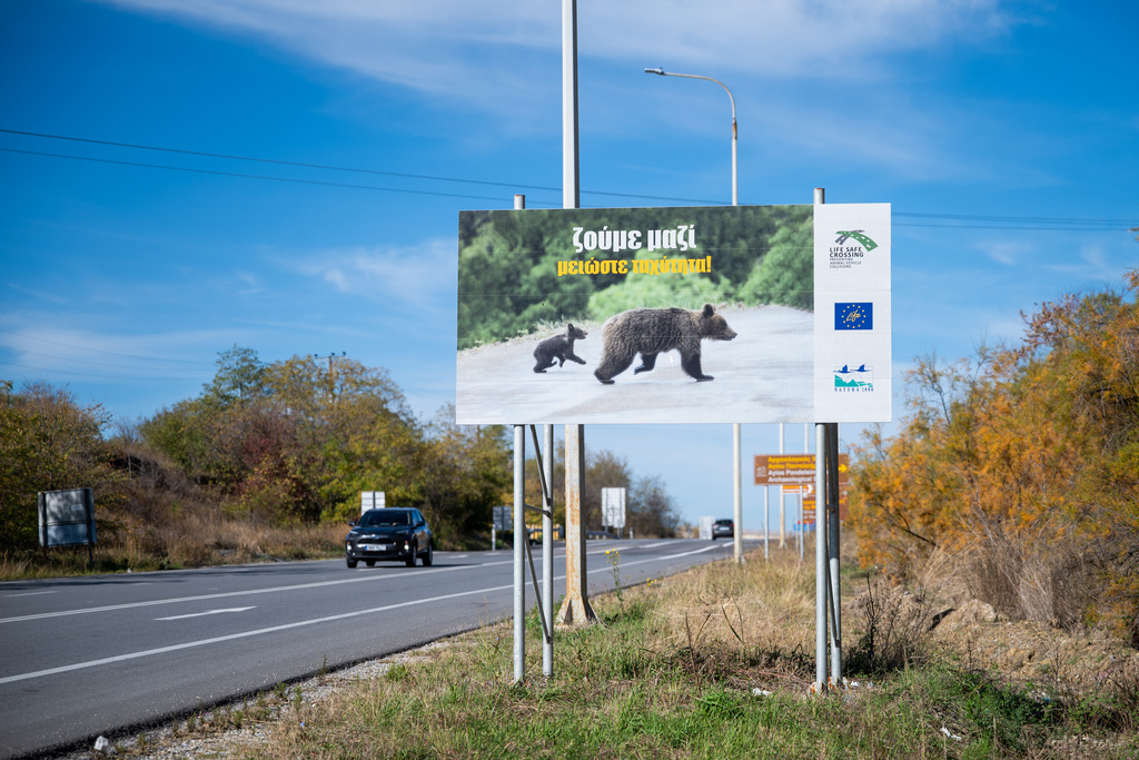 Cars drive in Edessa - Florina road Near Amyntaio, northern Greece as a sign showing bears reads in Greek "We live together. Reduce speed!" on Thursday, Oct. 30, 2025. (AP Photo/Giannis Papanikos)