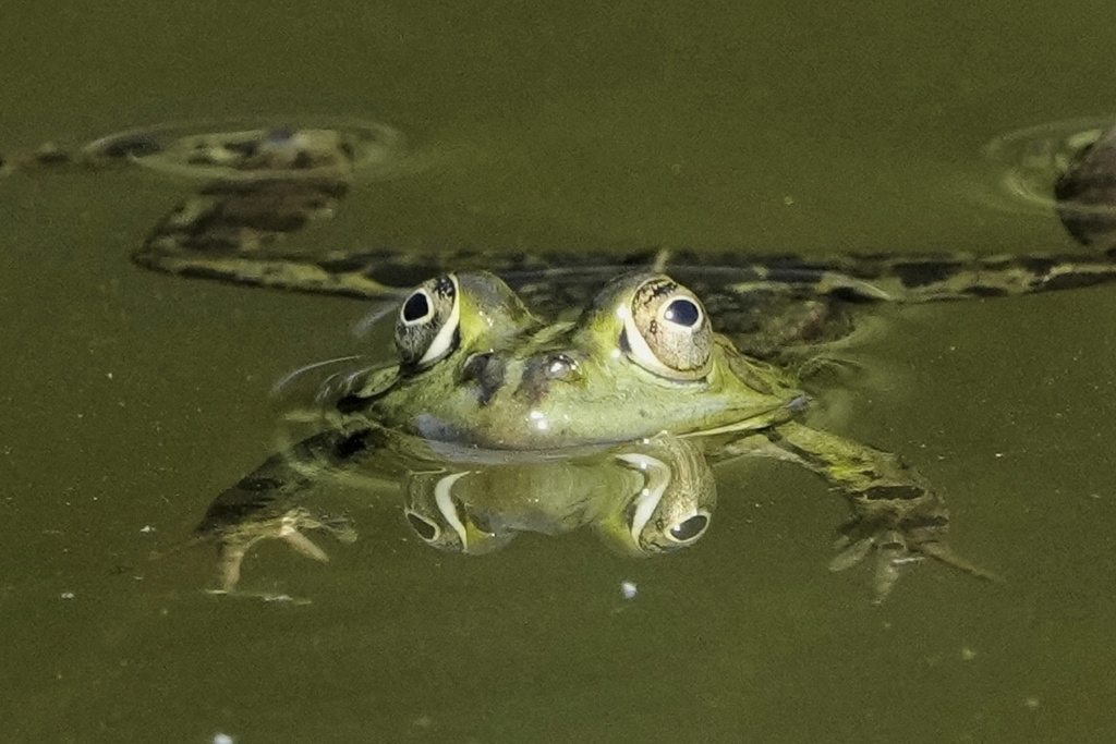 A frog swims in a pond behind the Bellevue Palace in Berlin, Germany, May 12, 2025. (AP Photo/Markus Schreiber, File)