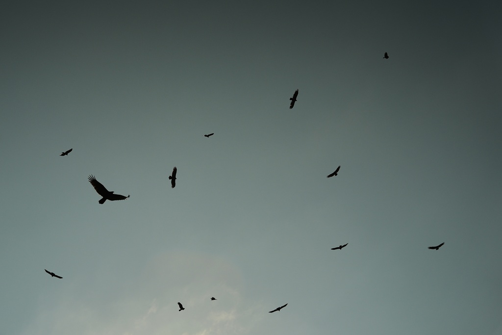Black vultures and turkey vultures circle in the sky Friday, Sept. 26, 2025, in Cincinnati. (AP Photo/Joshua A. Bickel)