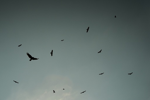 Black vultures and turkey vultures circle in the sky Friday, Sept. 26, 2025, in Cincinnati. (AP Photo/Joshua A. Bickel) Black vultures and turkey vultures circle in the sky Friday, Sept. 26, 2025, in Cincinnati. (AP Photo/Joshua A. Bickel)