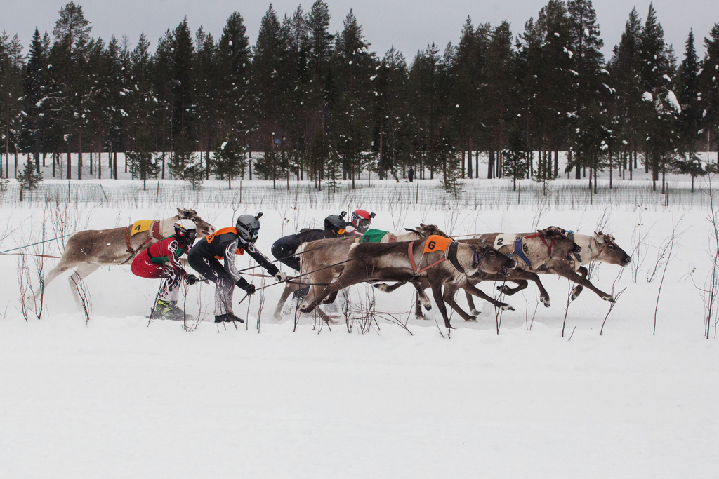 Reindeer and their mushers sprint down the opening stretch during the Salla Porocup reindeer sprint racing event on the frozen Lake Keselmajarvi in Salla, Finland, March 7, 2026. (AP Photo/Aino Vaananen)