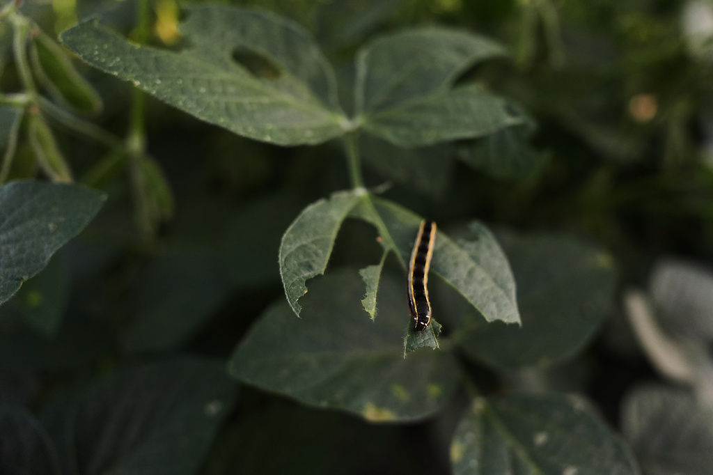 A caterpillar crawls on the leaf of a genetically-engineered soybean plant Tuesday, Sept. 1, 2026, at a research farm in Champaign, Ill. (AP Photo/Joshua A. Bickel) CORRECTS: Spelling of Champaign from Champagne