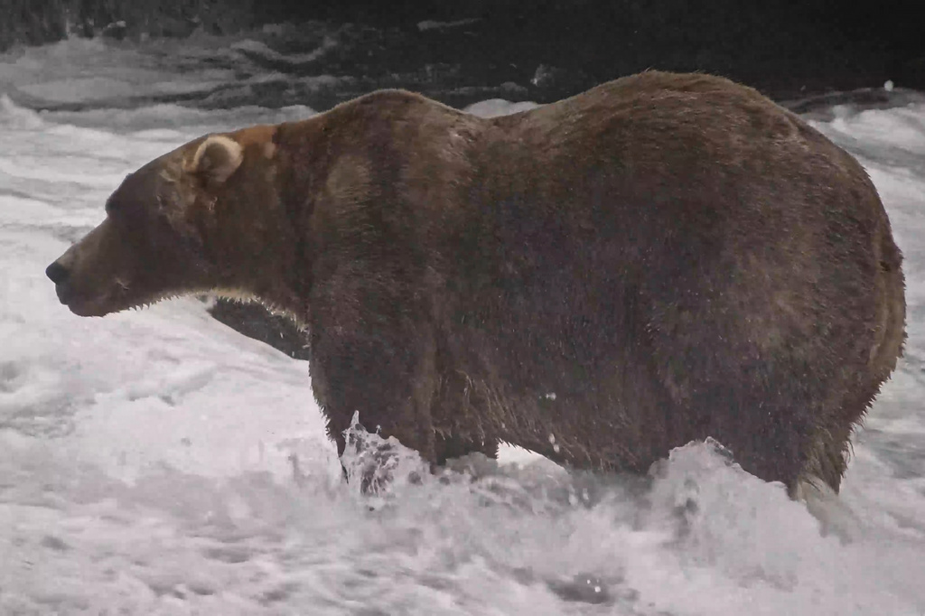 This image from video provided by explore.org shows a brown bear known as "Backpack," officially named Bear 89, wading through Brooks River on Sept. 8, 2026, in the Katmai National Park and Preserve in Alaska. (explore.org via AP)