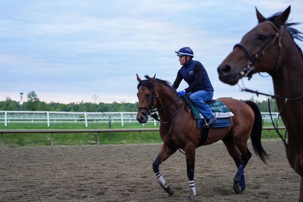 Taj Mahal works out ahead of the 102nd running of the Black-Eyed Susan horse race, Friday, May 15, 2026, at Laurel Park in Laurel, Md. (AP Photo/Julia Demaree Nikhinson)