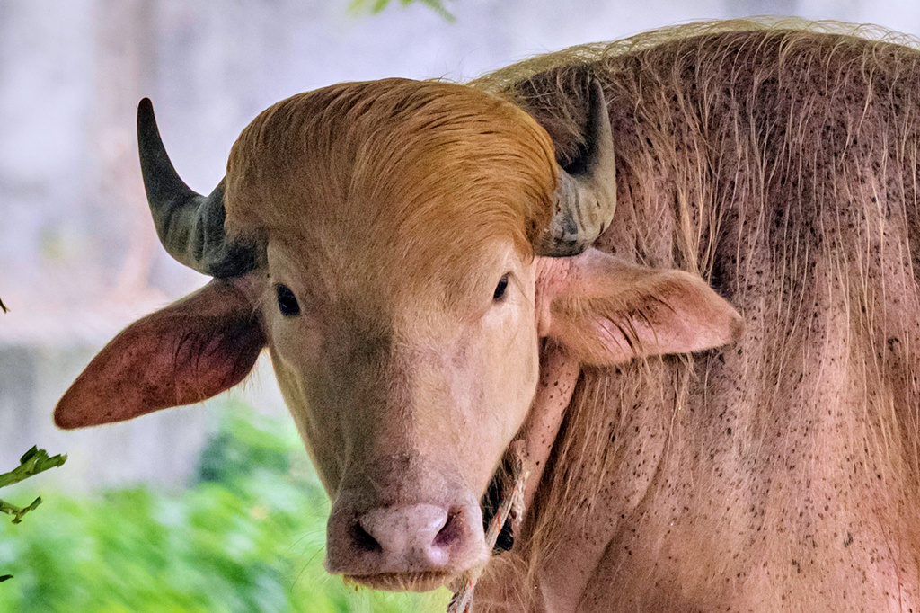 A rare albino buffalo fondly named after Donald Trump for its distinctive blond tuft kept in an enclosure at the national zoological park, in Dhaka, Bangladesh, Friday, May 29, 2026. (AP Photo/Rajib Dhar)
