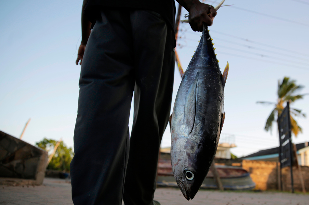 FILE - A fisherman holds a yellowfin tuna after a catch in Vanga, Kenya, June 14, 2022. (AP Photo/Brian Inganga, File)