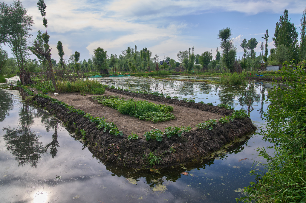 A floating vegetable garden is visible in the interior of Dal Lake on the outskirts of Srinagar, Indian controlled Kashmir, Friday, May 15, 2026.(AP Photo/Dar Yasin)