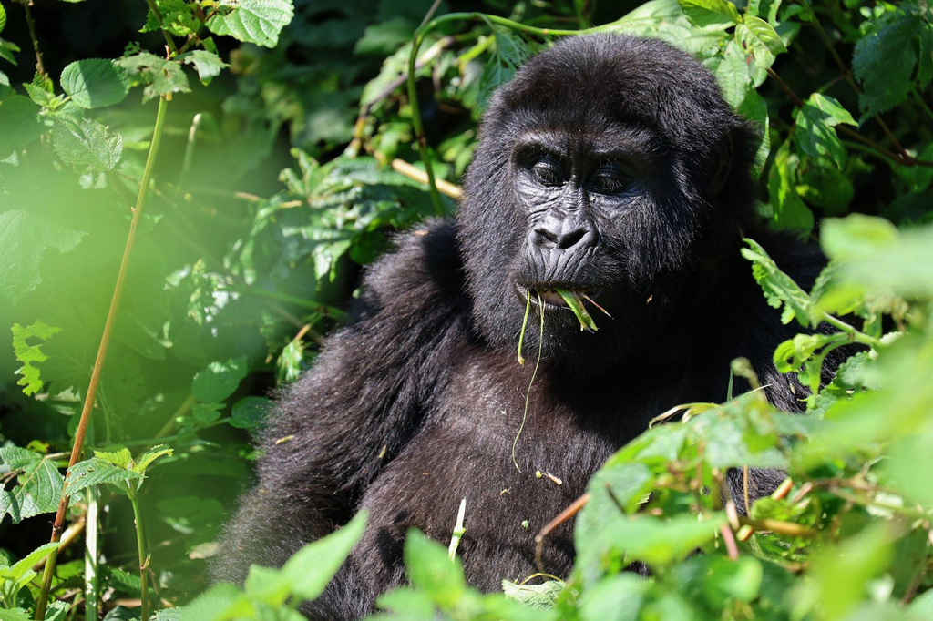 A mountain gorilla eats leaves in the forest of Bwindi Impenetrable National Park in southwestern Uganda, Wednesday, Sept. 17, 2025. (AP Photo/Onen Patrick)