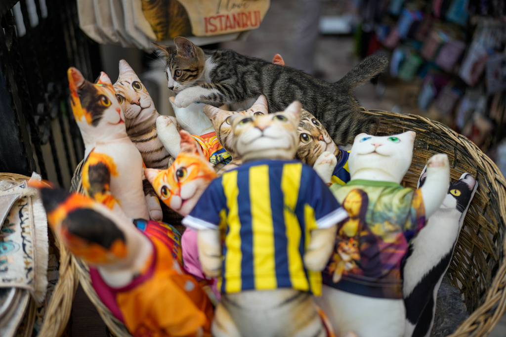 A stray cat walks among cat-shaped souvenir pillows at the Eminonu commercial district in Istanbul, Turkey, Tuesday, July 21, 2026. (AP Photo/Emrah Gurel)