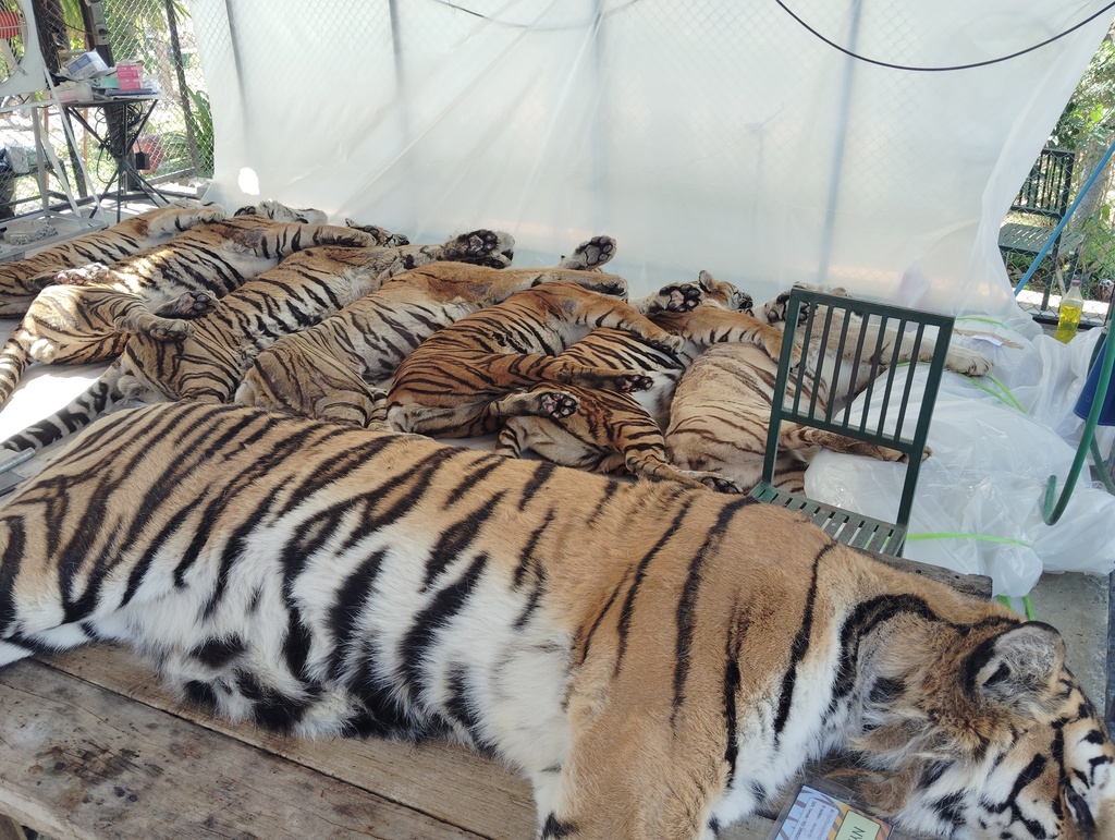 In this handout released by Tiger Kingdom sanctuary in Chiang Mai, dodies of dead tigers are laid in preparation for autopsy near a crematorium in Tiger Kingdom Learning Center in Chiang Mai, Thailand, Thursday, Feb. 12, 2026. (Tiger Kingdom sanctuary in Chiang Mai via AP)