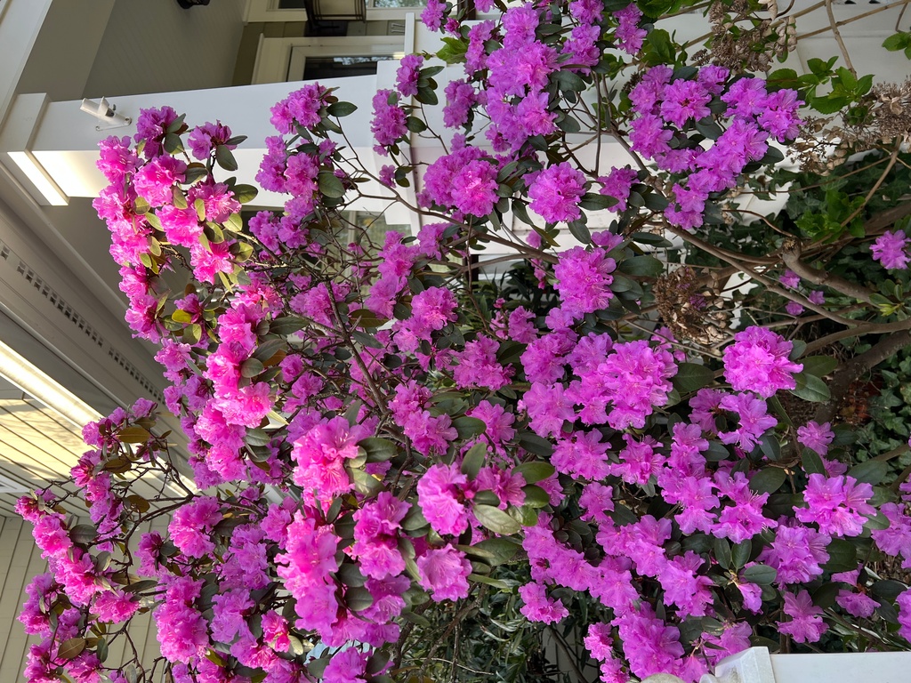 This April 18, 2025, image provided by Jessica Damiano shows a rhododendron in bloom on Long Island, N.Y. Gardeners can transplant spring- and early summer-blooming plants like rhododendrons in fall but should wait until spring to relocate late-summer and fall bloomers. (Jessica Damiano via AP)