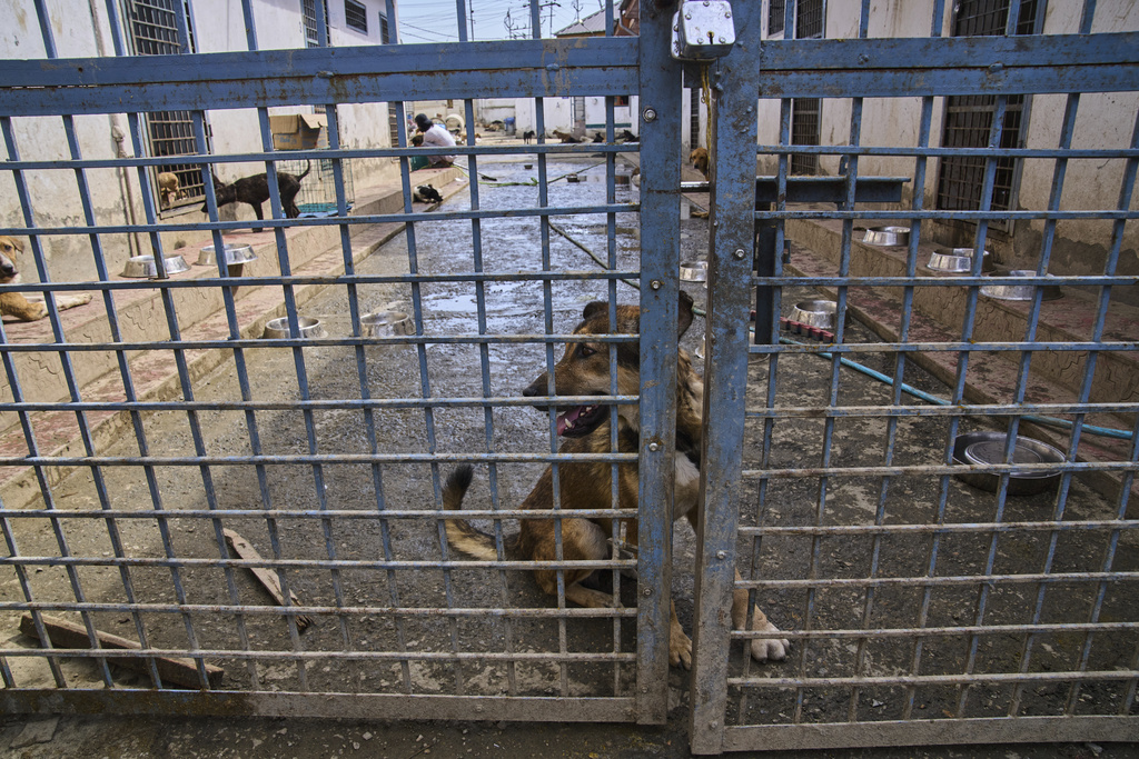 Stray dogs rest as they recover after a sterilization procedure in a shelter outside a veterinary hospital in Srinagar, Indian controlled Kashmir, Tuesday, Sept. 16, 2025. (AP Photo/Dar Yasin)