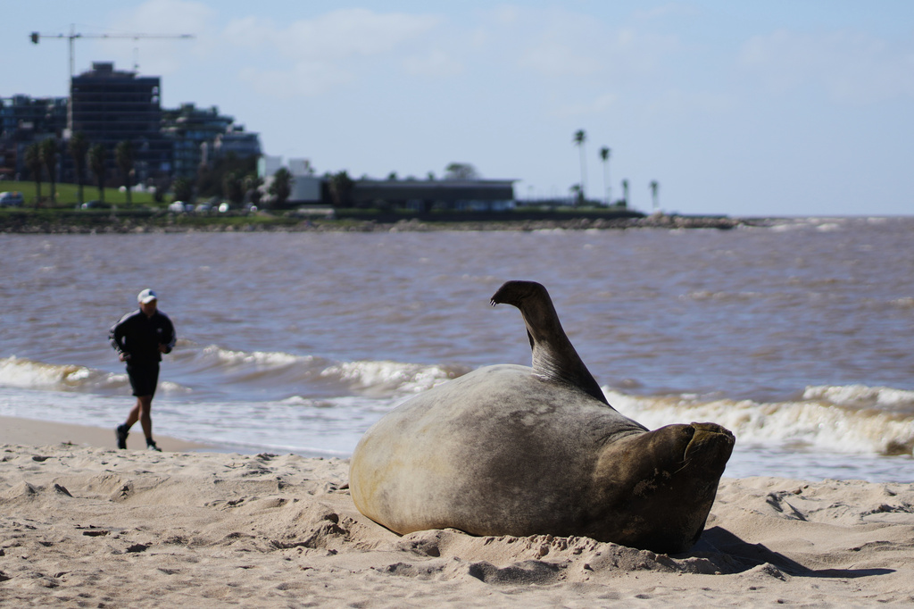 An lone elephant seal lies on Pocitos Beach in Montevideo, Uruguay, Monday, Aug. 10, 2026. (AP Photo/Matilde Campodonico)