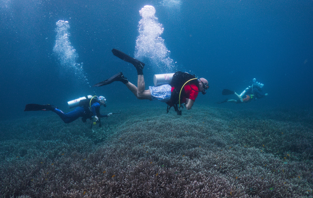 Scuba divers swim over coral at the Melissa Garden dive site in Raja Ampat, Indonesia, Thursday, March 5, 2026. (AP Photo/Claudia Rosel)
